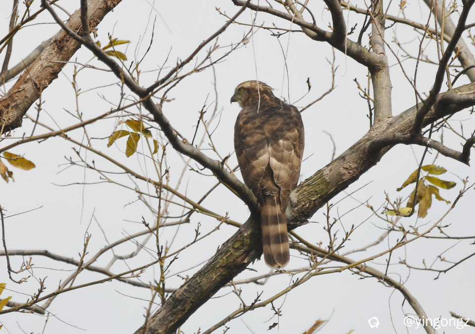 DSC_2513_副本.jpg