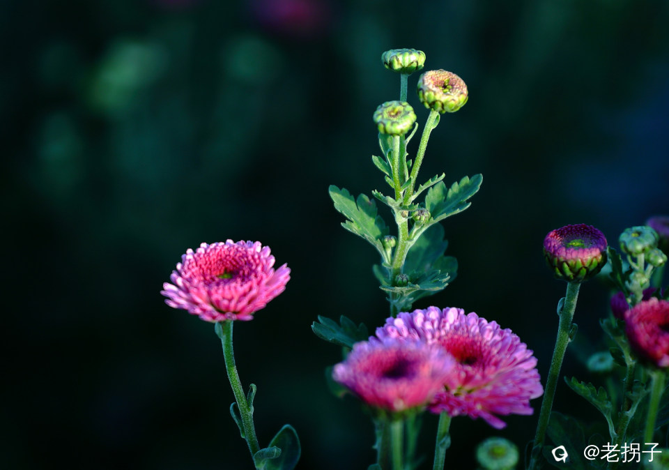 202647b0szl1h11hadttls.jpg A.jpg