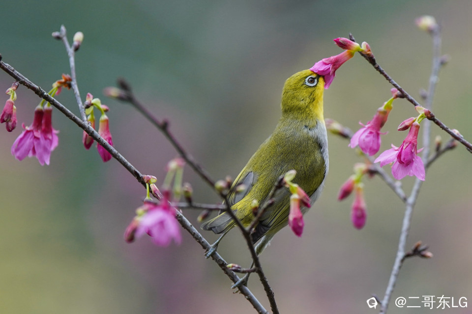 绣眼 (7).jpg