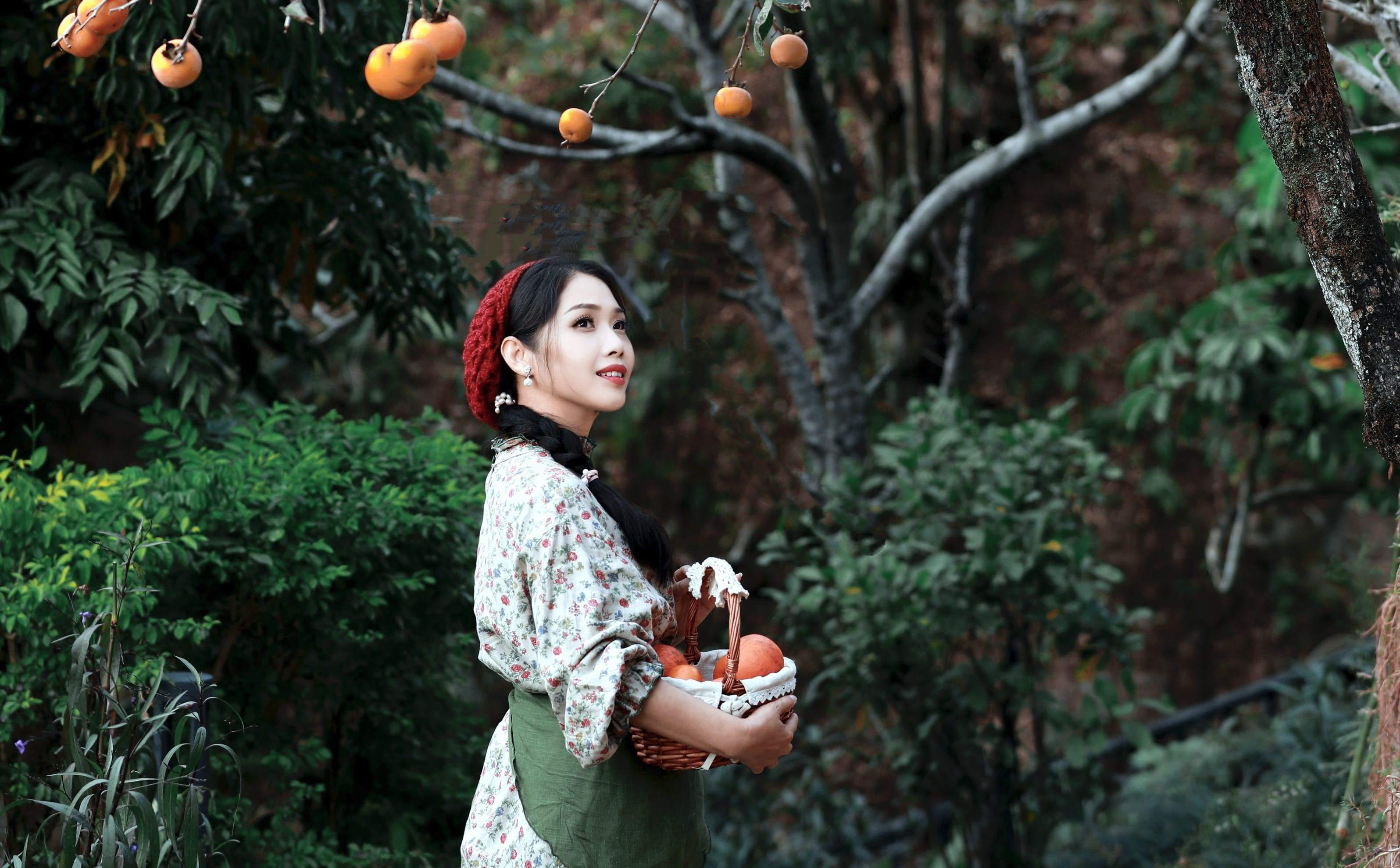 柿子丰收的季节