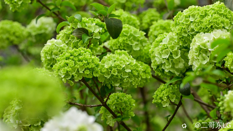 木绣球 (24).jpg