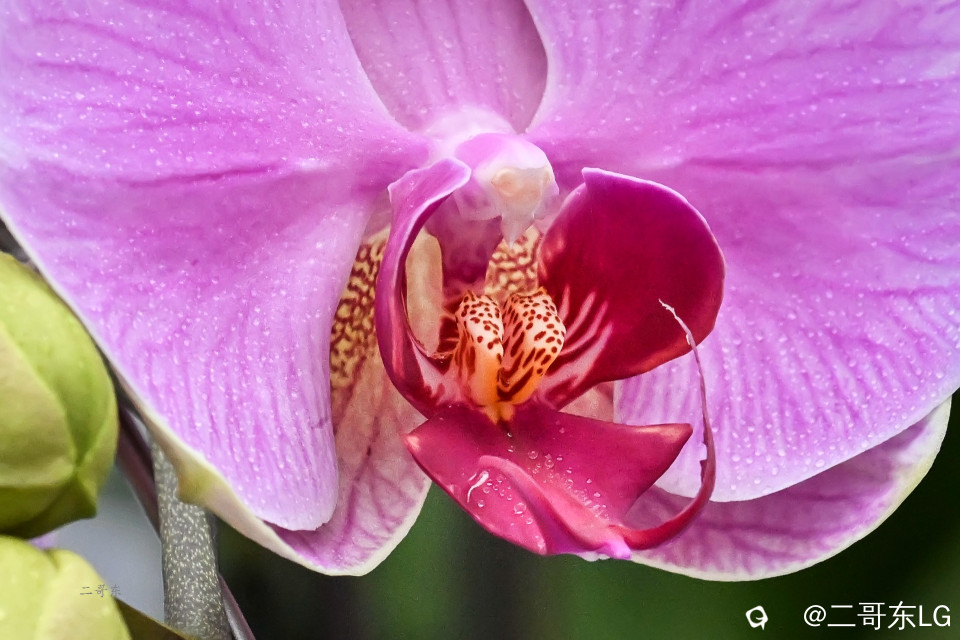 微距花蕊 (4).jpg