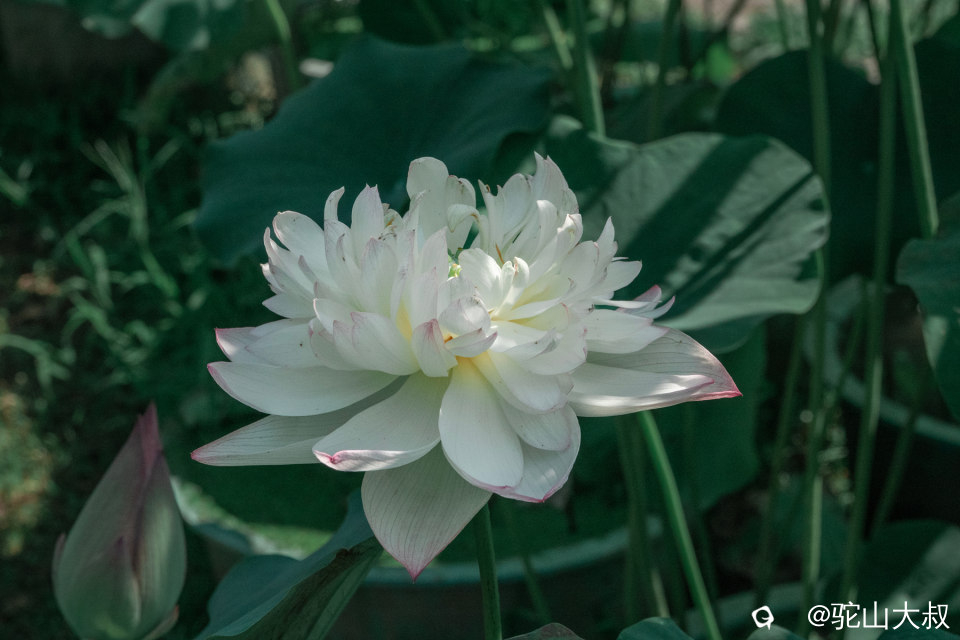 DSC04532-0 - 副本.jpg