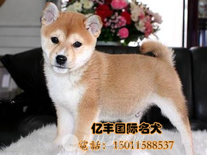 ������Ȯ��Ȯ����Ǯ ���ֲ�Ȯ�۸� �ڷ�Ȯ��ֱ��