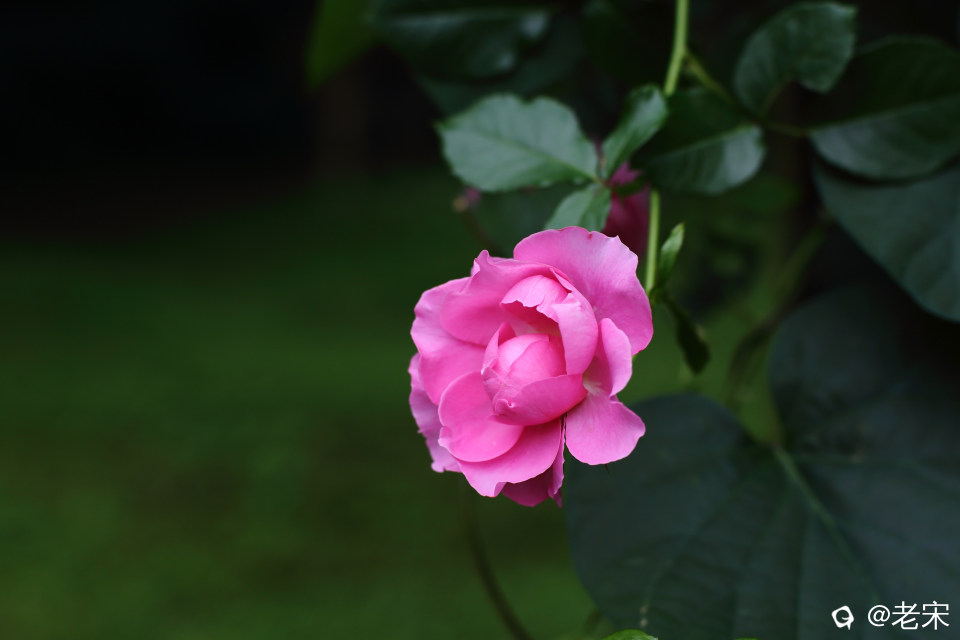 MR8A0027.JPG