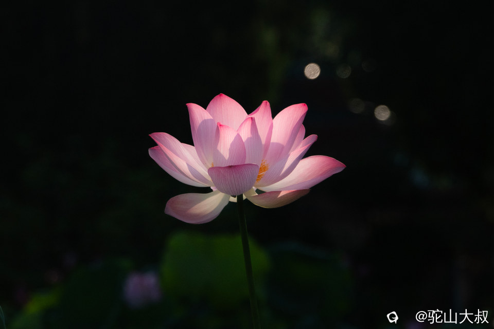DSC04295-0.jpg