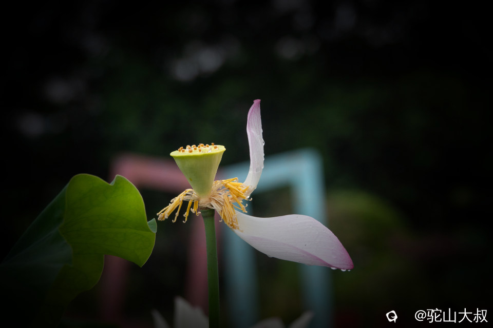 DSC03939-0.jpg