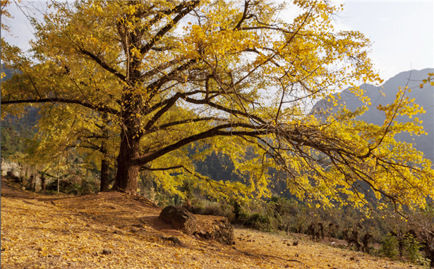 又是一年杏叶黄