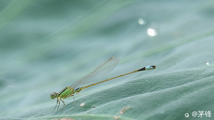 DSCF6964.jpg