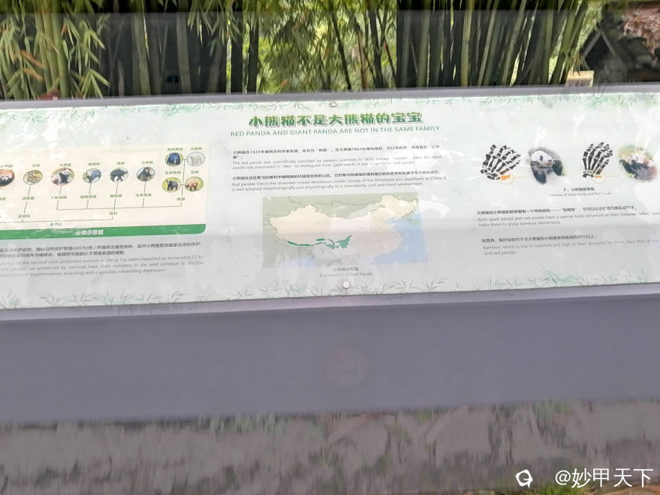 基地也有两只小熊猫（下图）