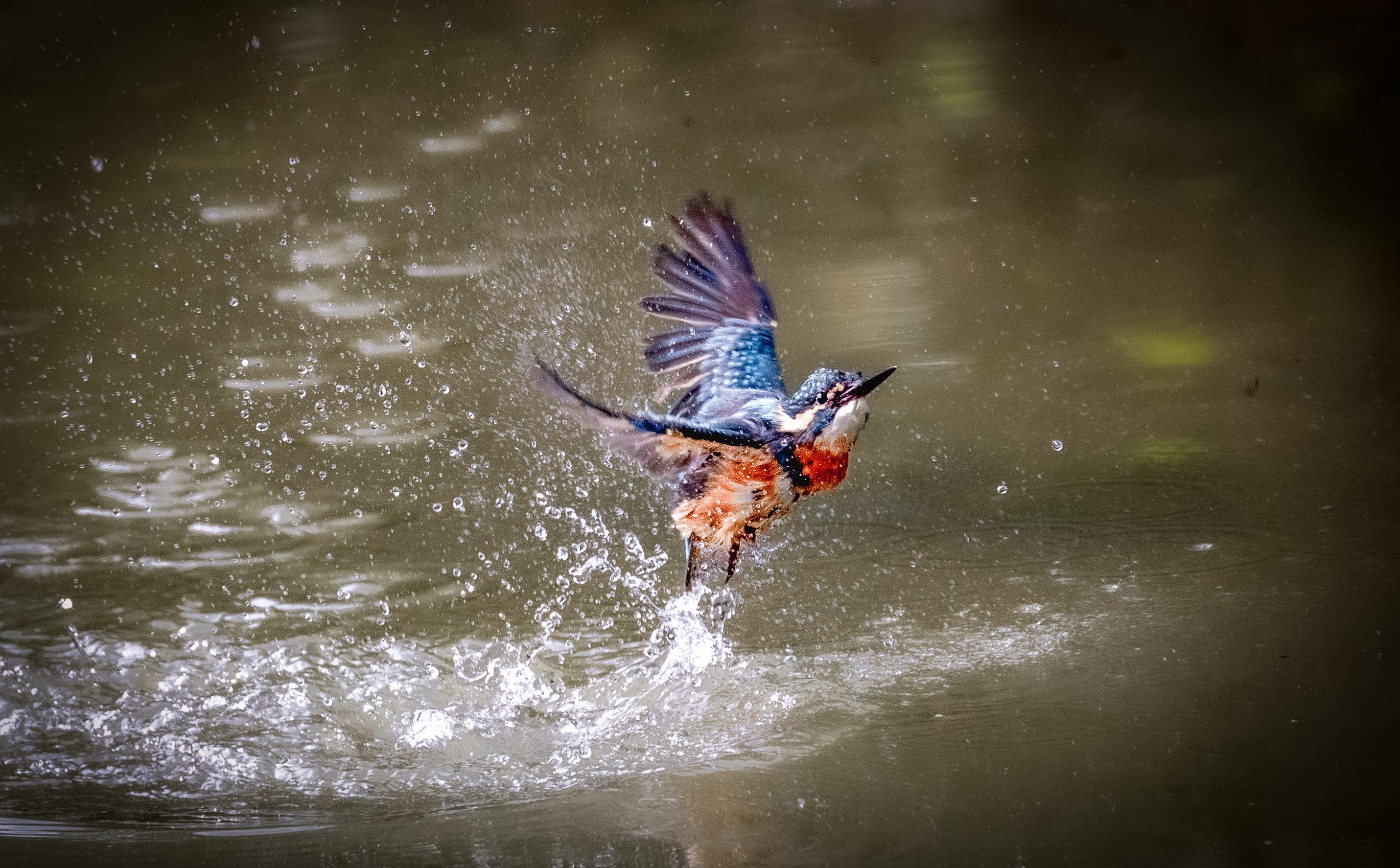 逆光下的翠鳥(niǎo)