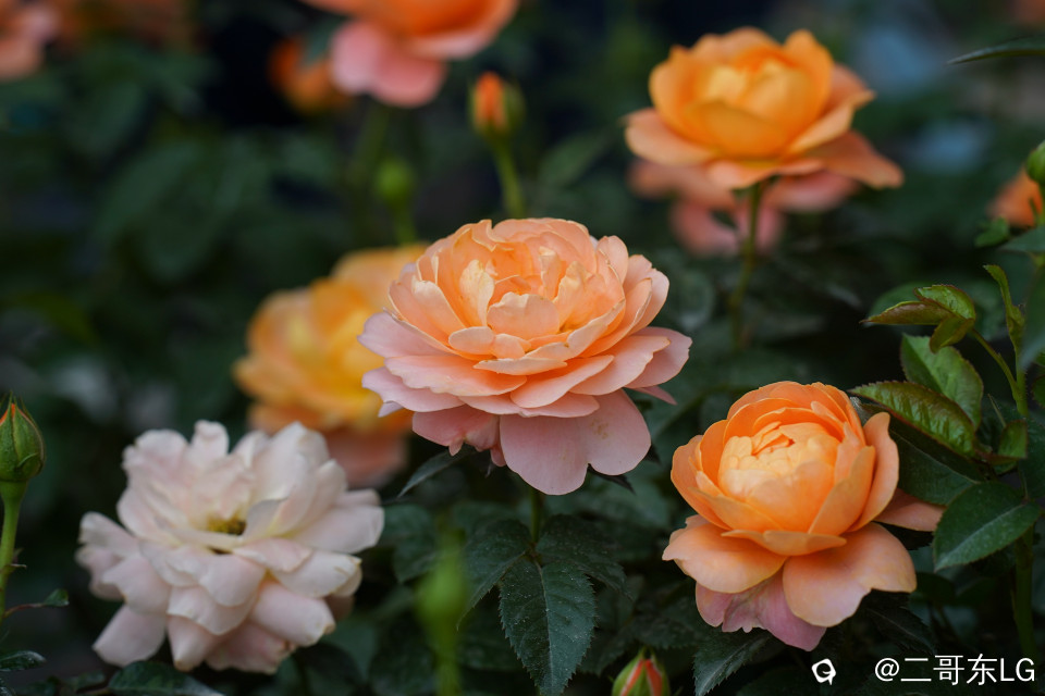 南方第三届花卉苗木交易会 (18).jpg