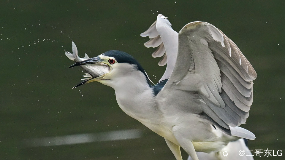 夜师傅干饭 (9).jpg