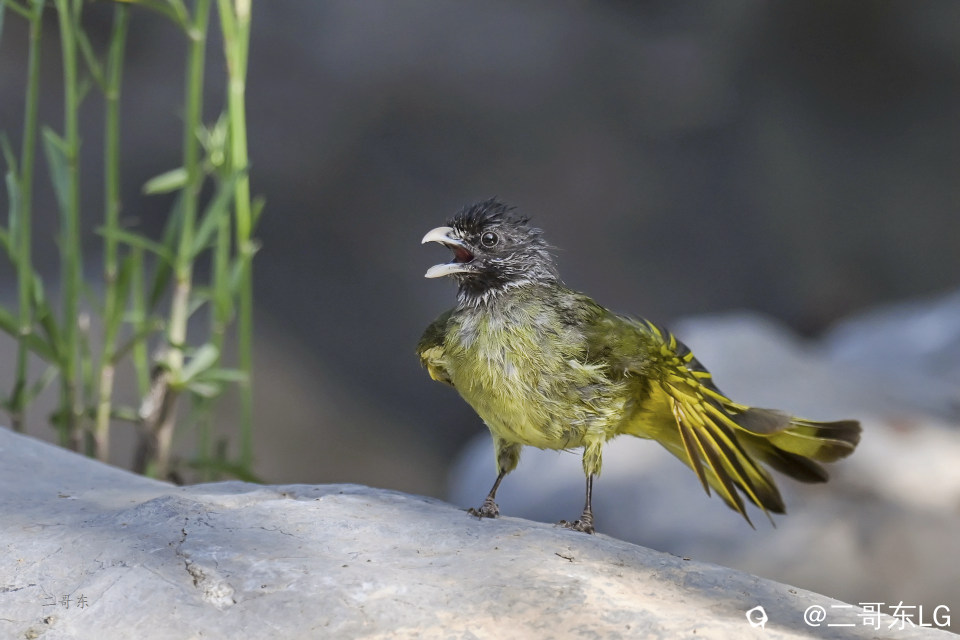 -领雀嘴鹎 (10).jpg