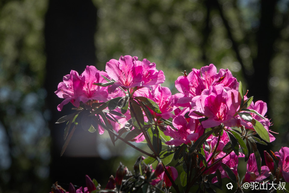 DSC01457-0 - 副本.jpg