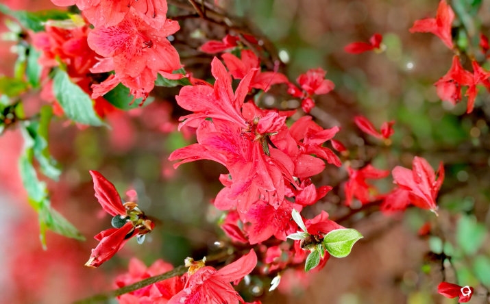 暮春山野赏杜鹃