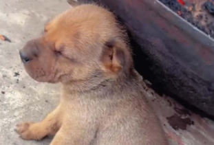 廣西小狗烤火打瞌睡，迷迷糊糊中靠上火盆，網(wǎng)友：一覺醒來發(fā)現(xiàn)自己&ldquo;聰明絕頂&rdquo;了