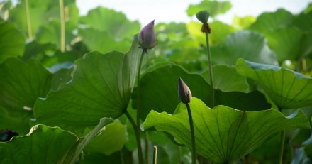 杭州西湖随手拍