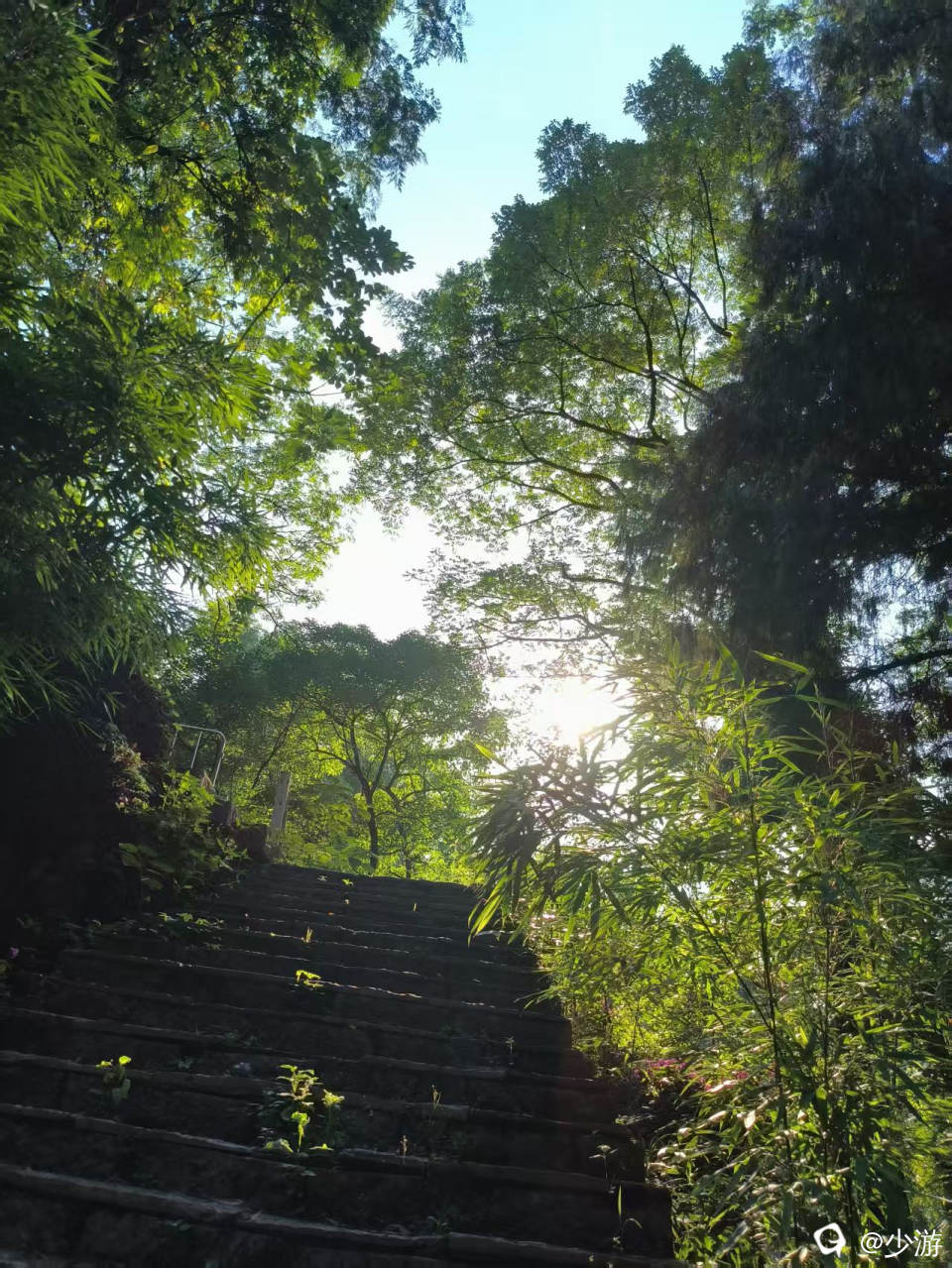 发帖图片—雁山园竹林2.jpg