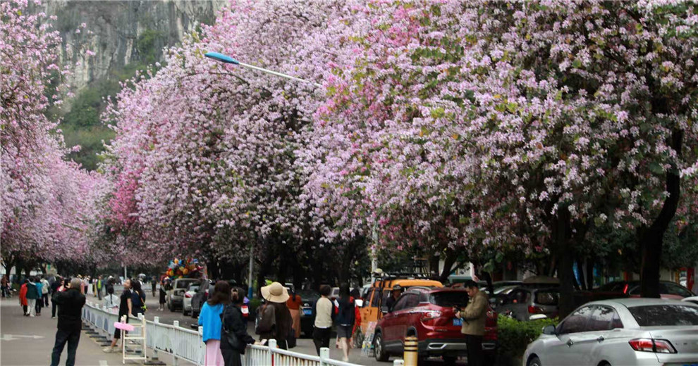 烟花三月下柳州