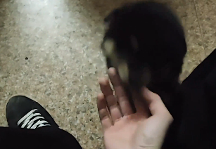 广西小土狗&ldquo;嘤嘤嘤&rdquo;求主人抱抱，这种豆豆眉的最爱撒娇了！