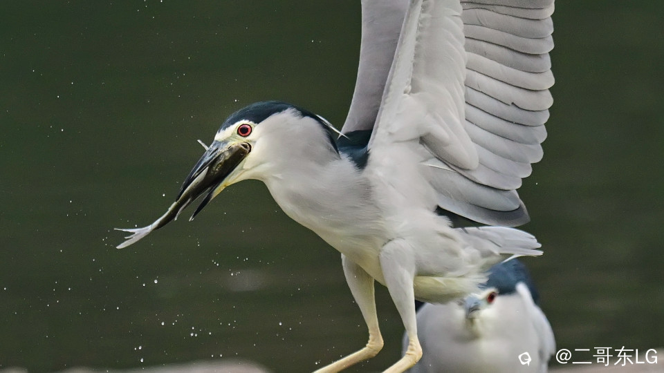 夜师傅干饭 (6).jpg