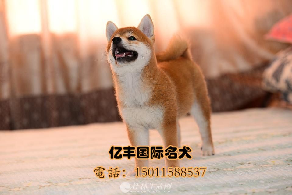 ���۴��ֲ�Ȯ ���ֲ�Ȯ�۸� �ڷ�Ȯ��ֱ��