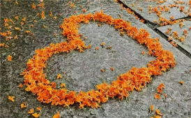 雨中桂花更妖艷