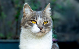 猫大哥