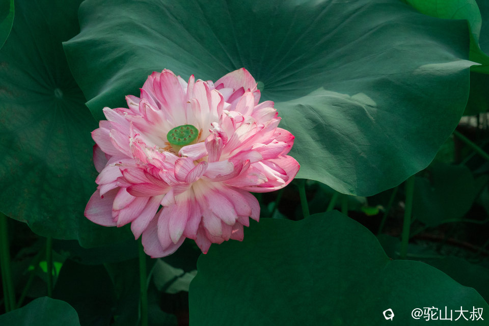 DSC04383-0 - 副本.jpg