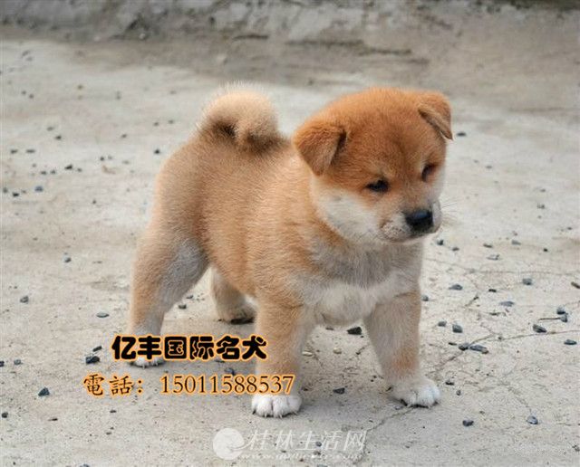 ���۴��ֲ�Ȯ ���ֲ�Ȯ�۸� ���ͻ�