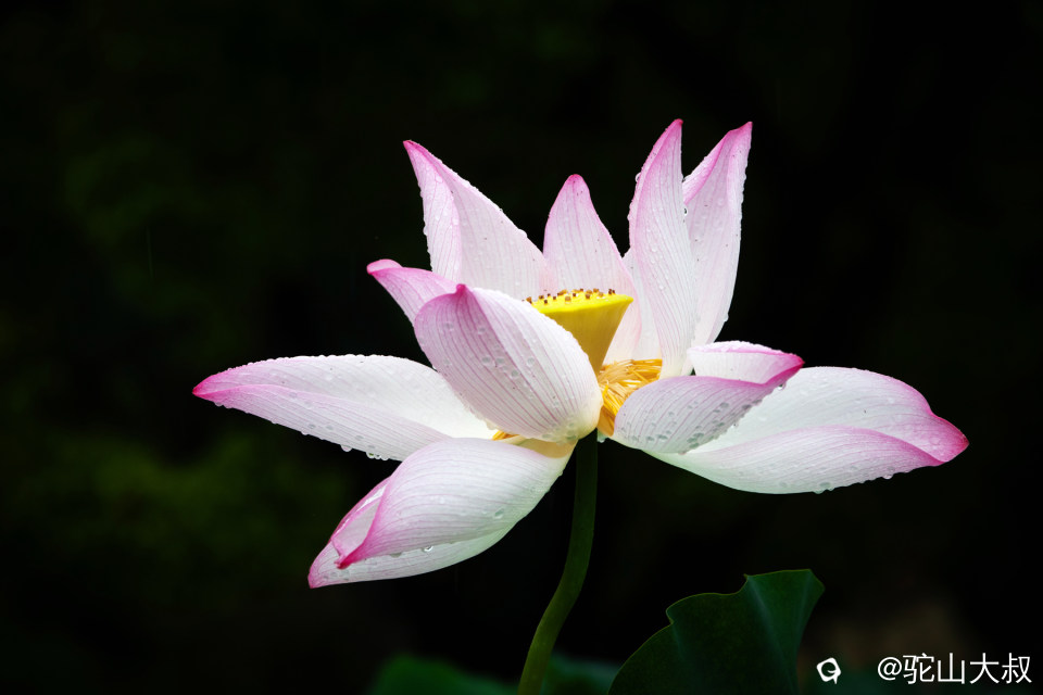 DSC03957-0.jpg