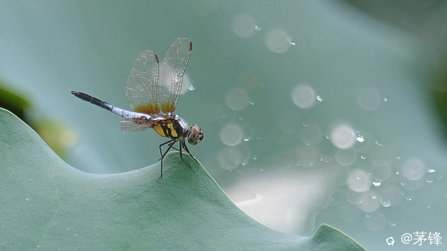 DSCF6969.jpg