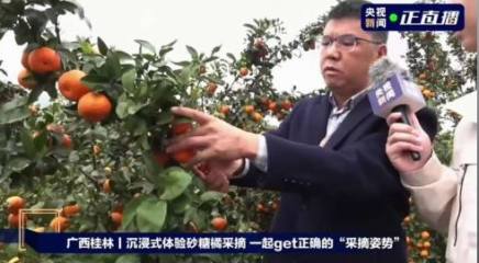 央視直播桂林永福砂糖橘！沉浸式體驗(yàn)砂糖橘采摘，一起get正確的&ldquo;采摘姿勢(shì)&rdquo;