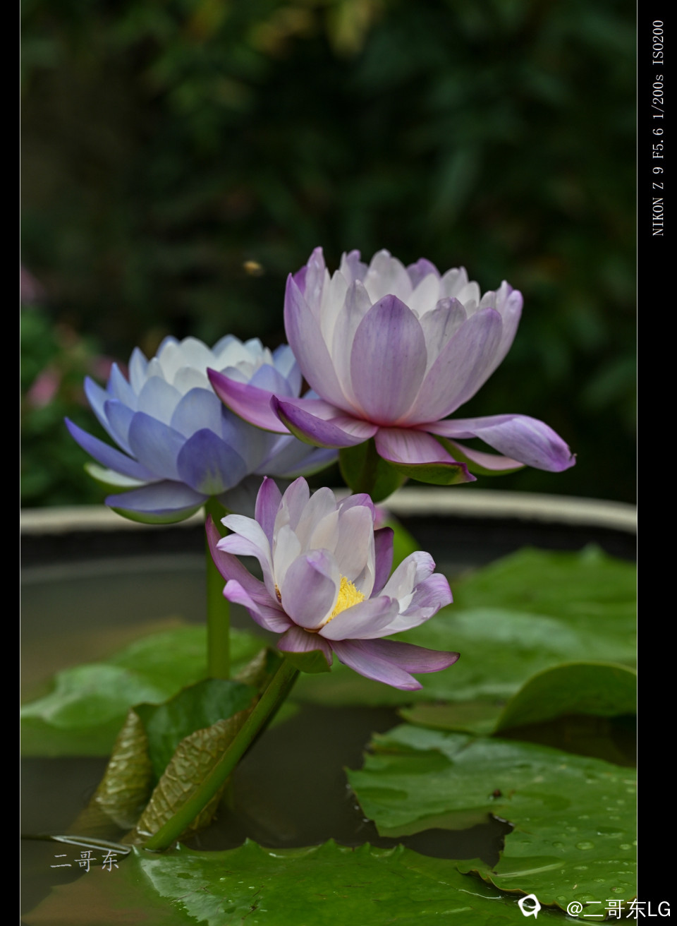 精品莲花 (28).jpg