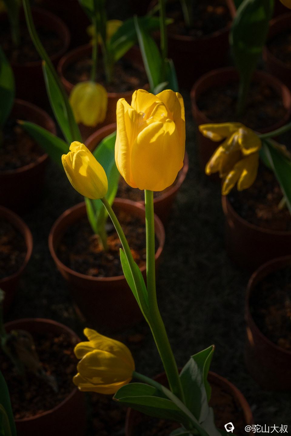 DSC00646-0 - 副本.jpg