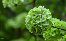 ★★★★★&ldquo;只此青绿&rdquo;中华木绣球