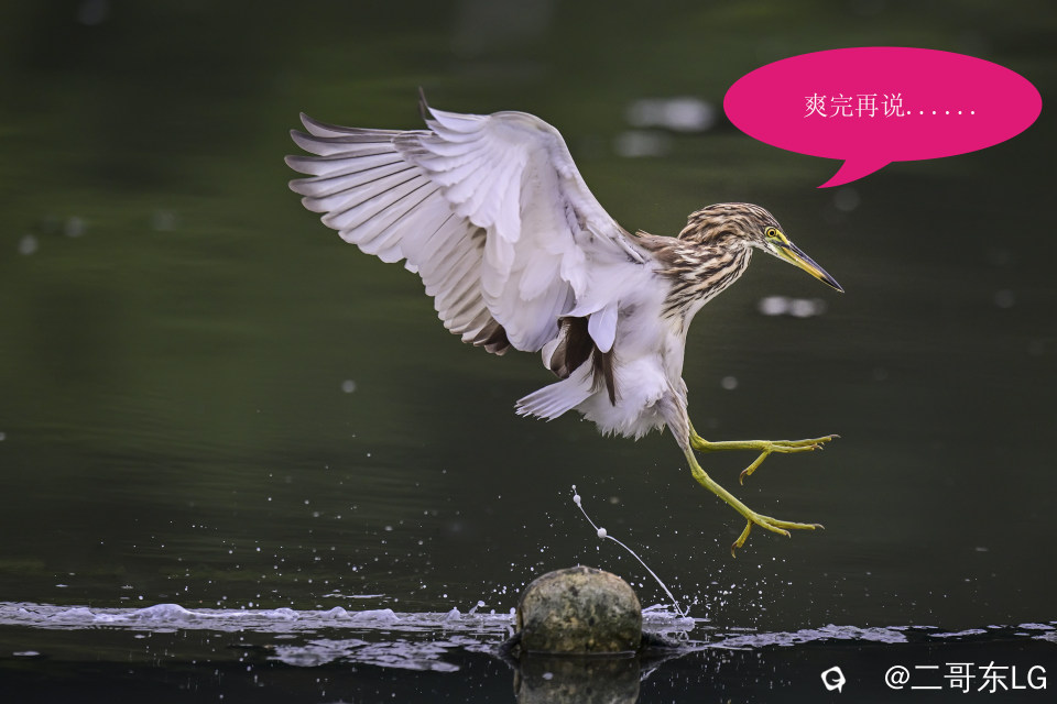 唉呀妈呀快闪开急急急 (6).jpg