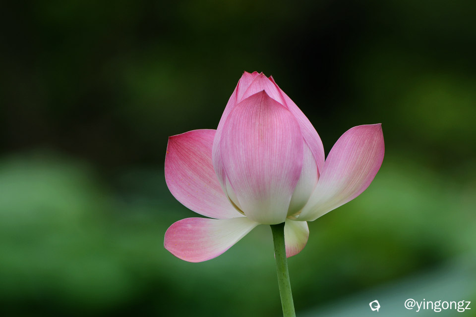 DSC_5920_副本.jpg