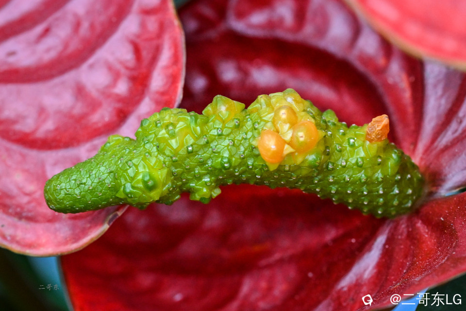 微距花蕊 (1).jpg