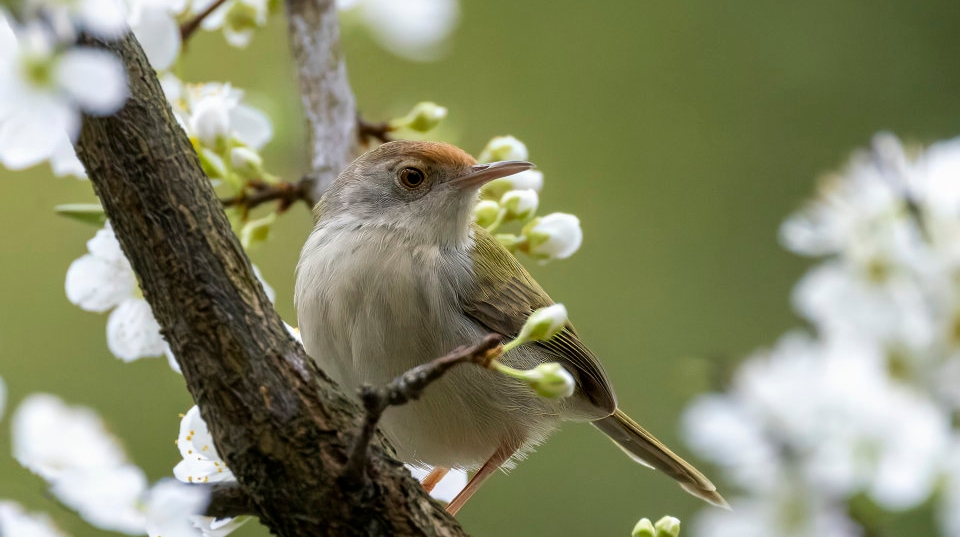 多姿多彩缝叶莺