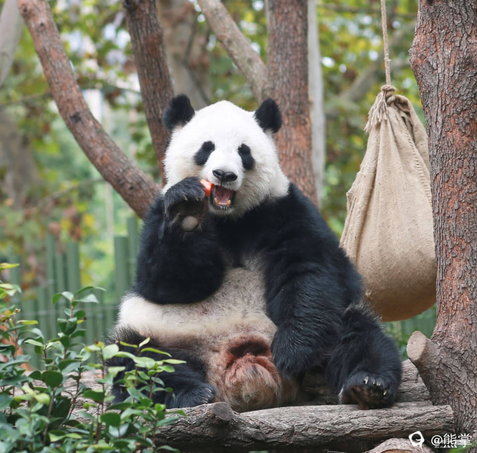 十月大熊猫囡囡