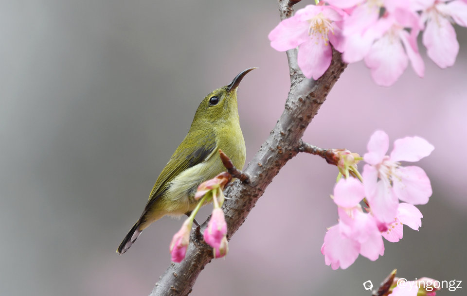 DSC_4432_副本.jpg