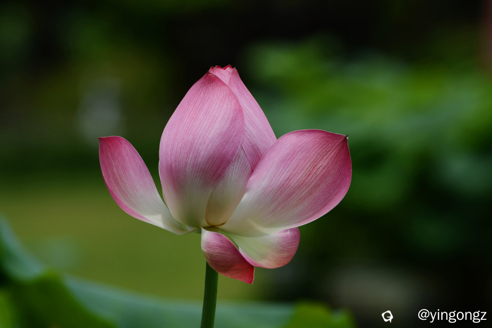 DSC_5914_副本.jpg