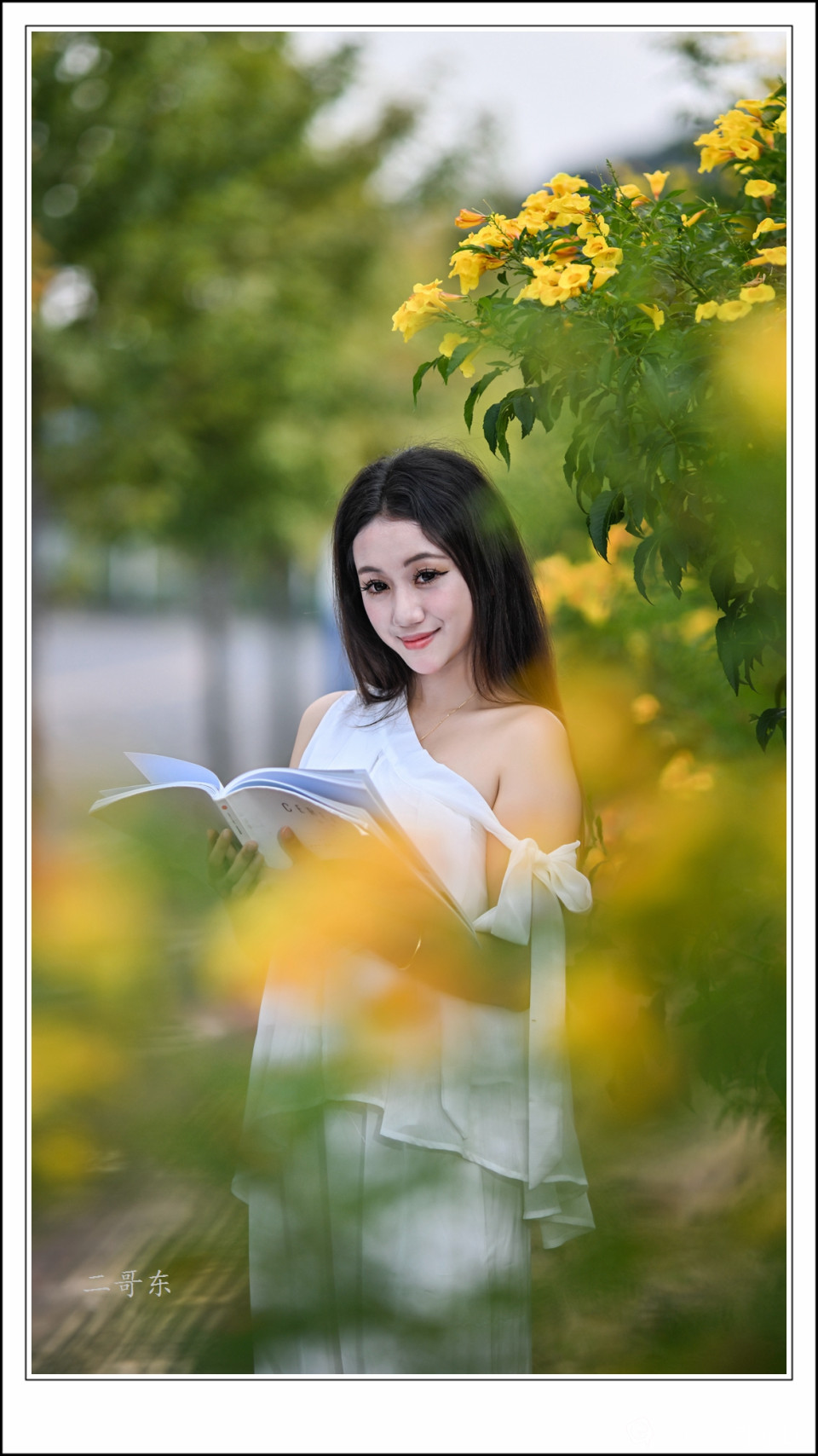 黄槐决明 (14).jpg