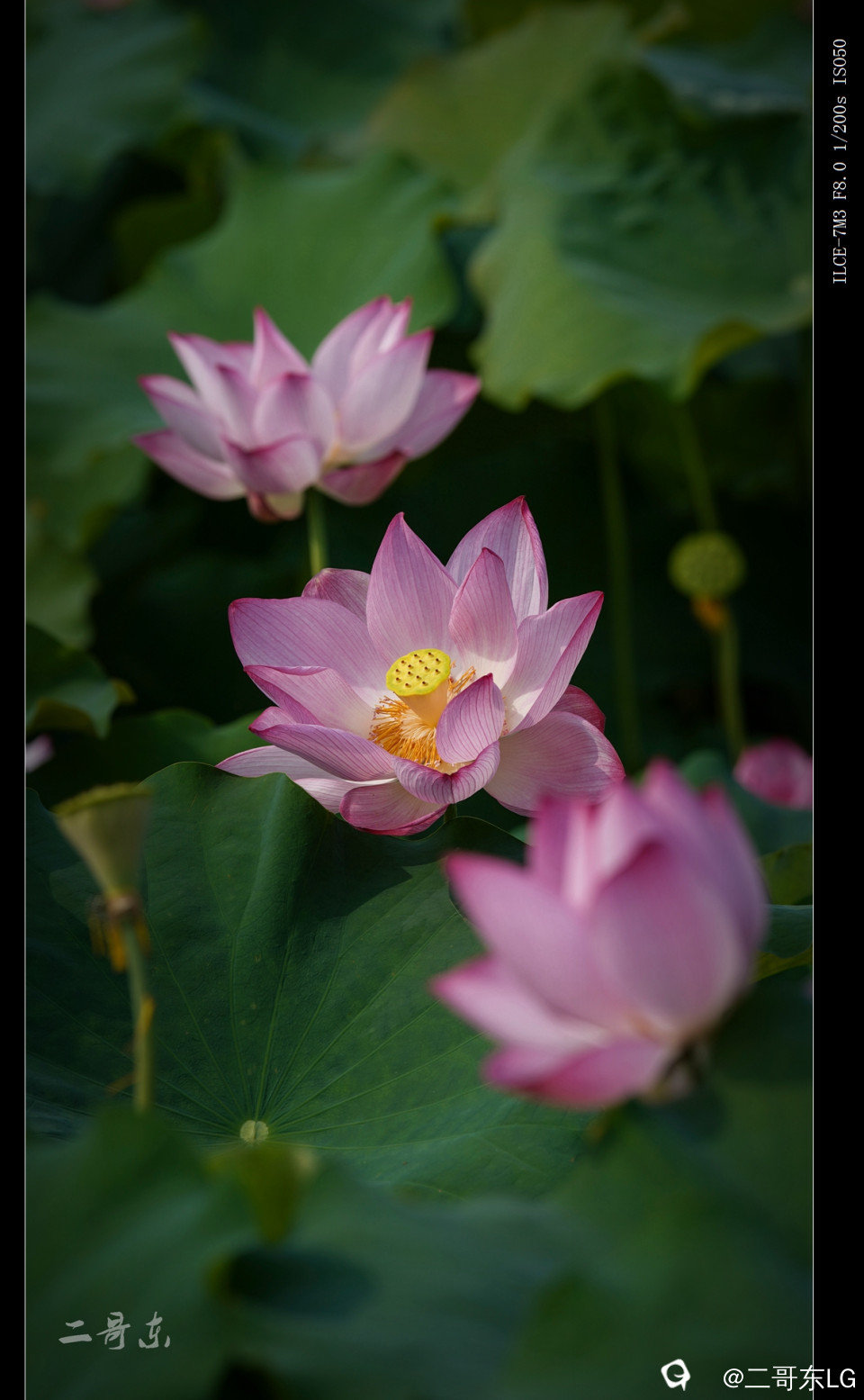 娇艳欲滴 (12).jpg