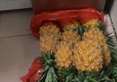 广西真的有自己的水果币！女生爱吃凤梨，在广西直接囤了一冰箱：太便宜了，想一日三餐都吃凤梨