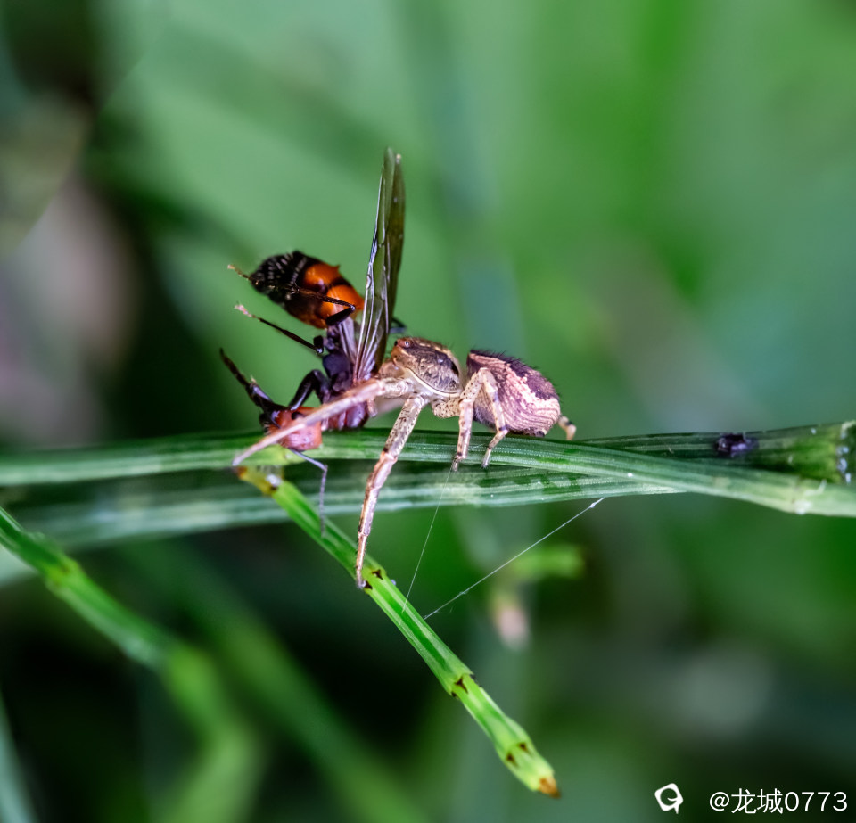 1X4A3581-p.jpg