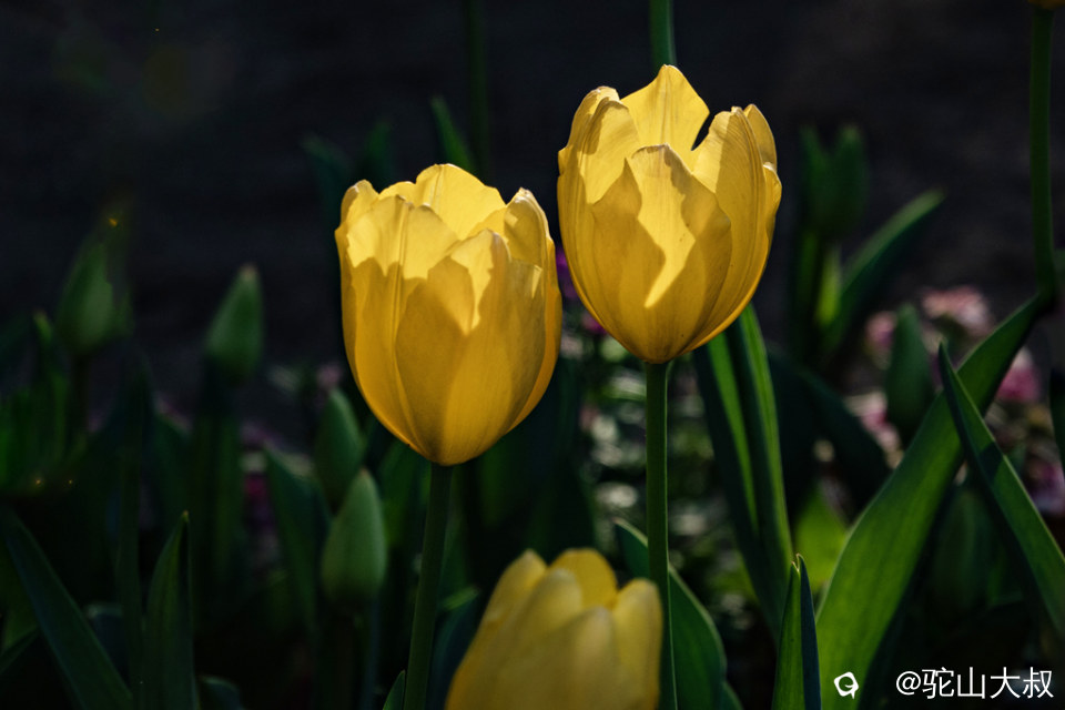 DSC05137-0 - 副本.jpg