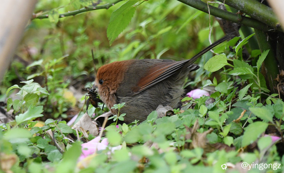 DSC_3330_副本.jpg